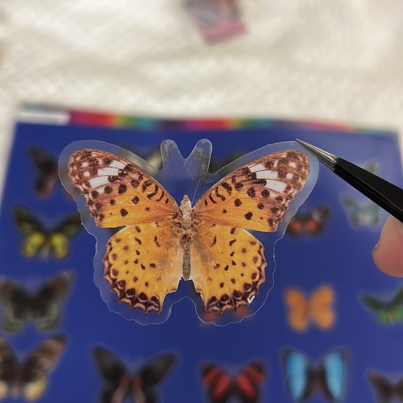 Butterfly - Picture 2 of 2